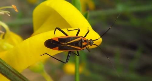 Réf. 204 165 : Hadrodemus m-flavum